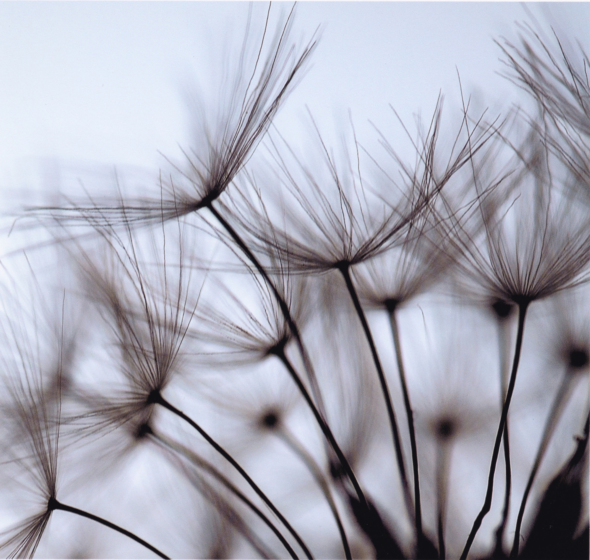 Dandilion 